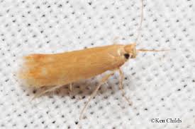 Attēlu rezultāti vaicājumam “Tischeriidae”