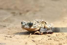 Attēlu rezultāti vaicājumam “Bufo bufo juvenile”