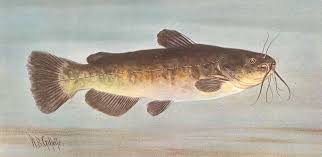 Image result for Ameiurus catus