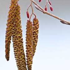 Attēlu rezultāti vaicājumam “Alnus incana female flower”