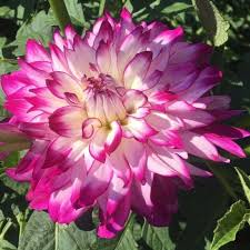 Image result for Dahlia hybrid.
