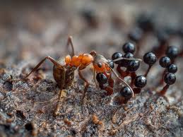 Attēlu rezultāti vaicājumam “Collaria rubens macro”