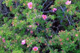 Attēlu rezultāti vaicājumam “Rosa glabrifolia”