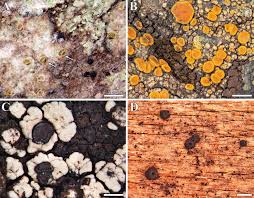 Attēlu rezultāti vaicājumam “Sclerophora coniophaea”