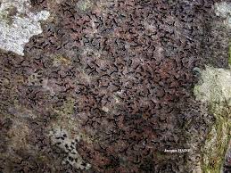 Attēlu rezultāti vaicājumam “Opegrapha rufescens”