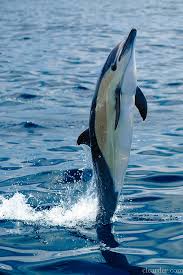 Image result for Delphinus delphis