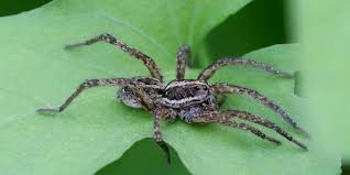 Attēlu rezultāti vaicājumam “Lycosidae”