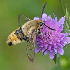 Attēlu rezultāti vaicājumam “Hemaris tityus”
