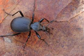 Attēlu rezultāti vaicājumam “Cychrus caraboides”