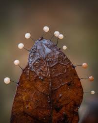 Attēlu rezultāti vaicājumam “Collaria rubens macro”