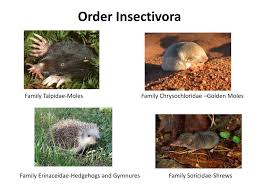 Attēlu rezultāti vaicājumam “Insectivora”