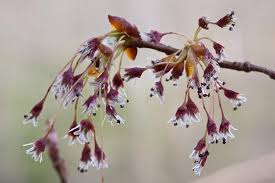 Attēlu rezultāti vaicājumam “Ulmus laevis flower”