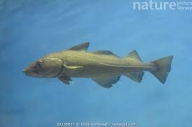 Image result for Gadus morhua