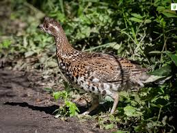 Attēlu rezultāti vaicājumam “Bonasa bonasia eggs”