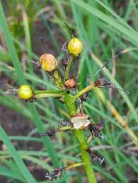 Attēlu rezultāti vaicājumam “Menyanthes trifoliata bud”