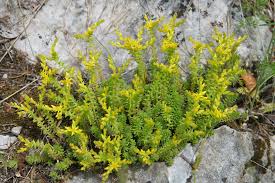Attēlu rezultāti vaicājumam “Sedum sexangulare flower”