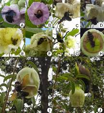 Attēlu rezultāti vaicājumam “Listera ovata fruit”