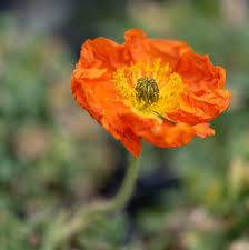 Image result for Papaver nudicaule