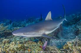 Image result for Carcharhinus perezii