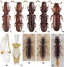 Attēlu rezultāti vaicājumam “Bitoma crenata imago”