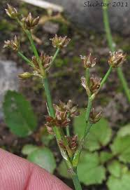 Attēlu rezultāti vaicājumam “Juncus alpinoarticulatus leaf”
