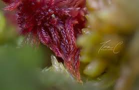 Attēlu rezultāti vaicājumam “Sphagnum rubellum”