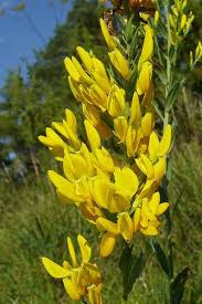 Image result for Genista tinctoria