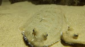 Image result for Solea solea