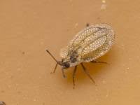 Attēlu rezultāti vaicājumam “Acalypta carinata”