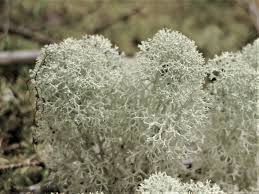 Attēlu rezultāti vaicājumam “Cladonia”