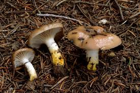 Attēlu rezultāti vaicājumam “Gomphidius glutinosus”