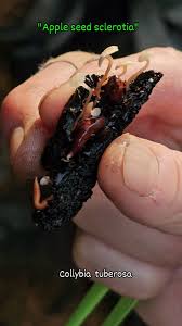 Attēlu rezultāti vaicājumam “Collybia tuberosa”