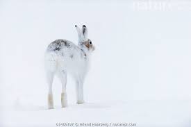 Attēlu rezultāti vaicājumam “Lepus timidus”