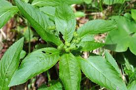 Attēlu rezultāti vaicājumam “Mercurialis perennis bud”