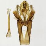 Attēlu rezultāti vaicājumam “Hypochalcia ahenella”