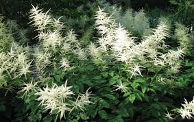 Image result for Aruncus dioicus