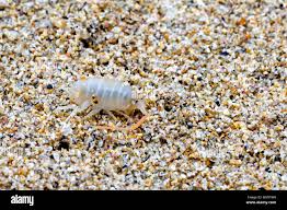 Attēlu rezultāti vaicājumam “Talitrus saltator”