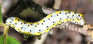 Attēlu rezultāti vaicājumam “Diloba caeruleocephala larva”