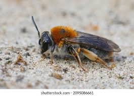 Attēlu rezultāti vaicājumam “Andrena haemorrhoa female”