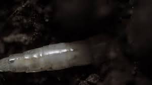 Attēlu rezultāti vaicājumam “Therevidae larva”
