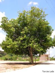 Attēlu rezultāti vaicājumam “Epirhoe tristata”