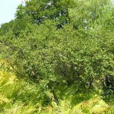 Attēlu rezultāti vaicājumam “Betula humilis”