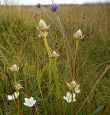 Attēlu rezultāti vaicājumam “Parnassia palustris bud”