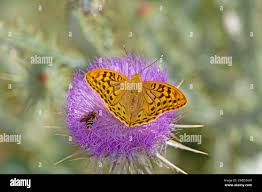 Attēlu rezultāti vaicājumam “Argynnis niobe underside”