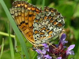 Attēlu rezultāti vaicājumam “Melitaea phoebe underside”