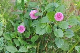 Image result for Dahlia x pinnata `Pompon Lilliput`