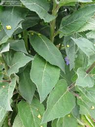 Attēlu rezultāti vaicājumam “Verbascum nigrum leaf”