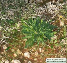Attēlu rezultāti vaicājumam “Anthyllis maritima bud”