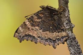 Attēlu rezultāti vaicājumam “Nymphalis xanthomelas”