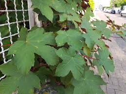Attēlu rezultāti vaicājumam “Acer pseudoplatanus fo. purpurascens flower”